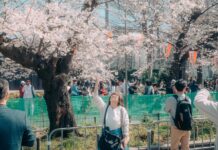 AI прогнозує сезон цвітіння сакури в Японії з безпрецедентною точністю