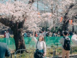 AI прогнозує сезон цвітіння сакури в Японії з безпрецедентною точністю