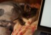 Why Hibernate Vanished From Windows (And How to Bring It Back)