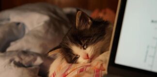 Pourquoi Hibernate a disparu de Windows (et comment le ramener)