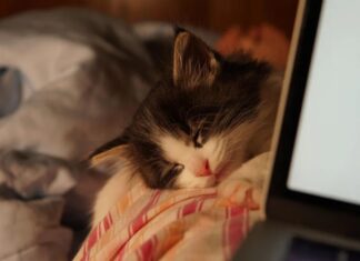 Чому Hibernate зник з Windows (і як повернути його назад)